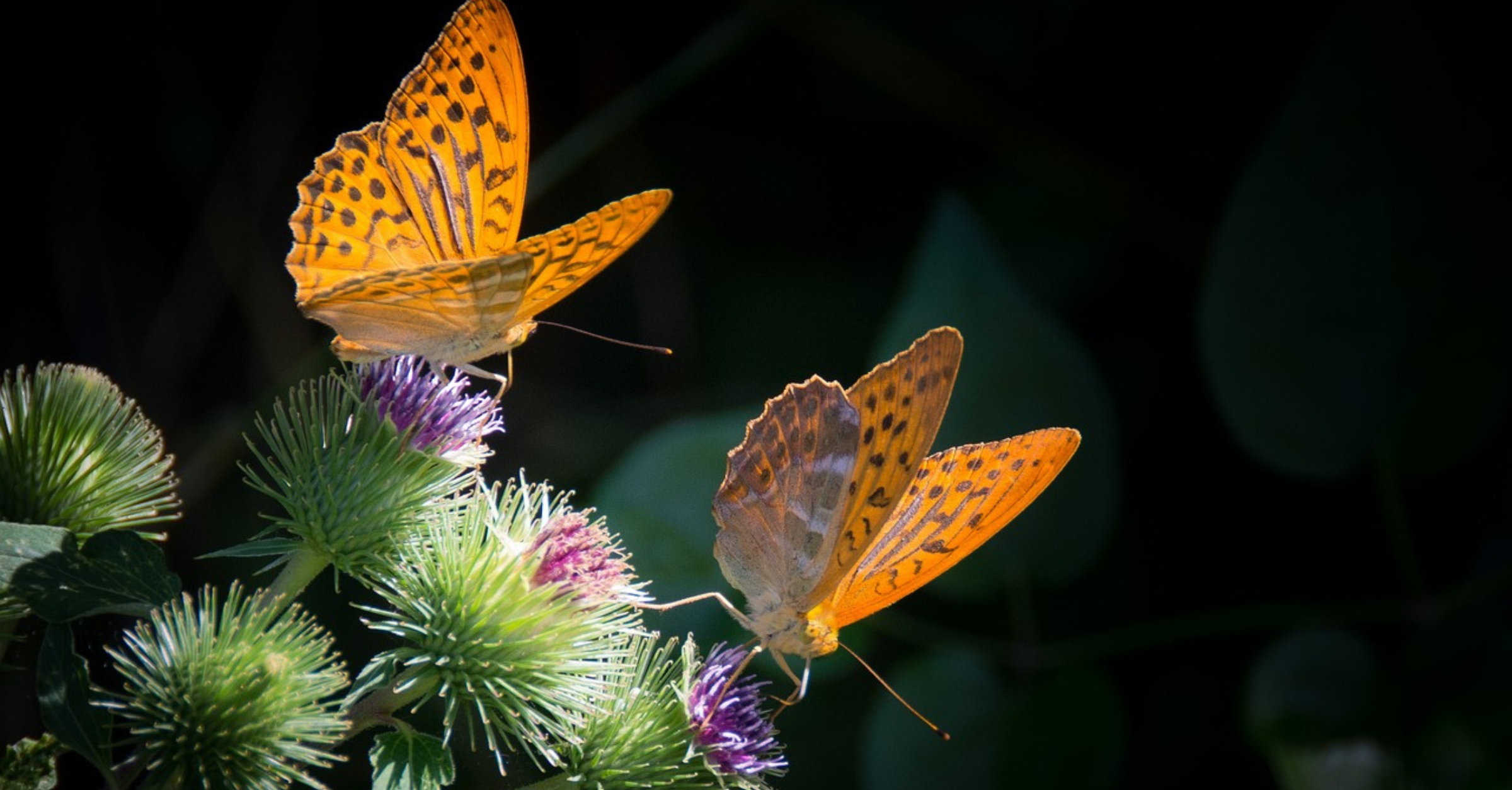 The Amazing Power of Words – Speak Life and be Amazed!